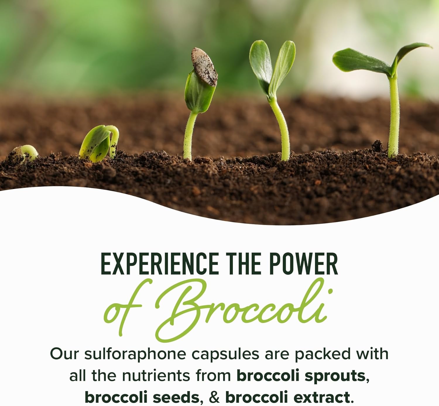 50M Sulforaphan Supplemen fro Broccol Sprout NRF Activation Cellula Healt Immun Suppor Glucoraphanin Myrosinas Antioxidant Third-Part Teste 6 Broccol See Microbeadlets