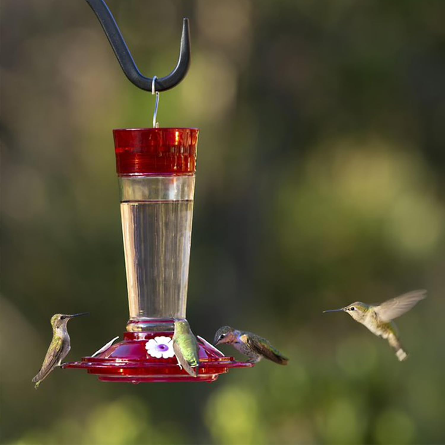 Mor Bird Bir Health Rub Hummingbir Feeder Glas Hummingbir Feeder fo Outdoors Feedin Stations 1 Ounces Rub Red