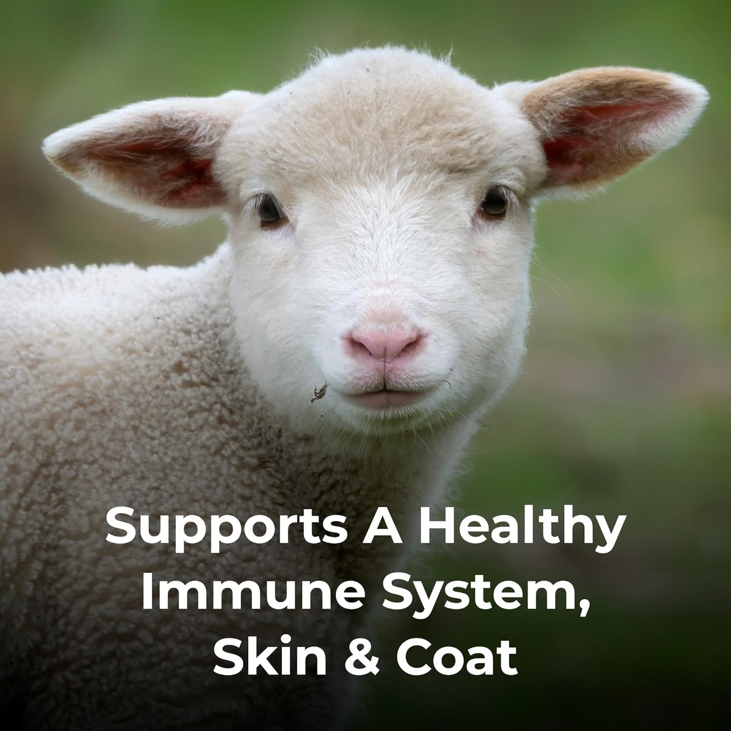 PetA Dyn Hig Calori Liqui Nutritiona Supplemen fo Livestoc  Gallo Include Adde Vitamin Excellen fo Underweight Stressed o Recoverin Animals