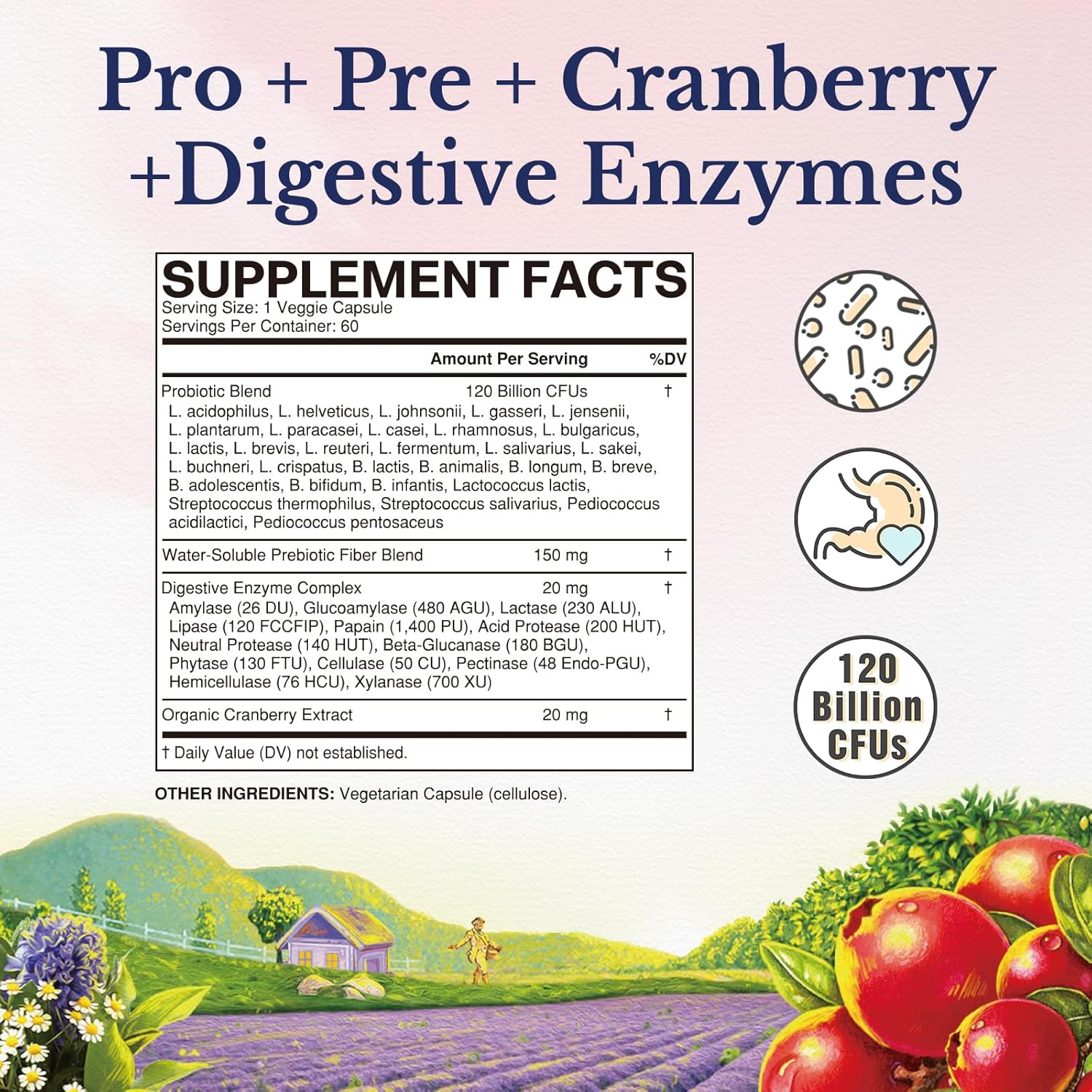 Vitalitown Probiotics for Women 120 Billion CFUs, 30 Strains, with Prebiotics Digestive Enzymes Cranberry, Gut Vaginal Health, Vegan 60 (Pack of 1) Delayed Release Caps