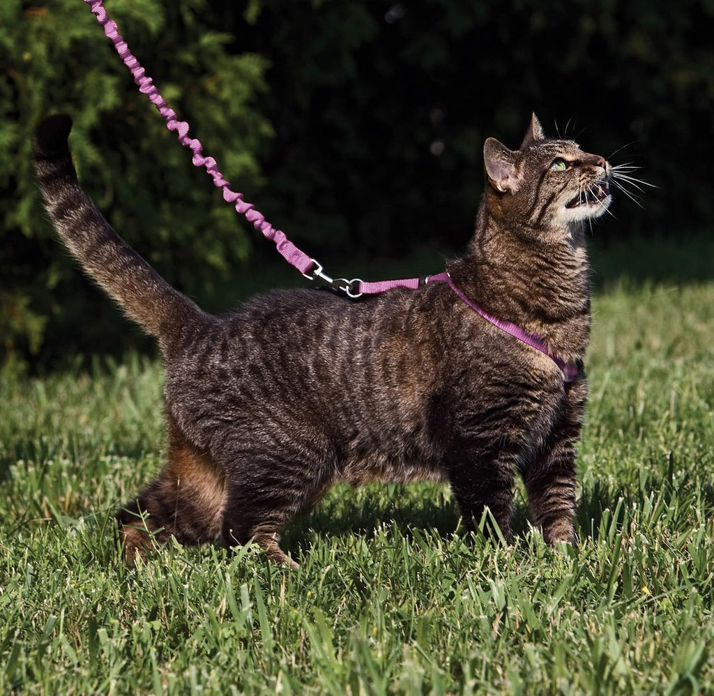 PetSafe Come with Me Kitty Cat Harness Bungee Leash - Comfortable No-Choke Harness with Lightweight Bungee Leash for Outdoor Fun - Escape Free Pulling Prevention - Large - Dusty Rose
